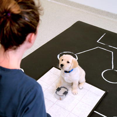 Labrador puppy looks up at a human