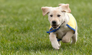 puppy running in the grass