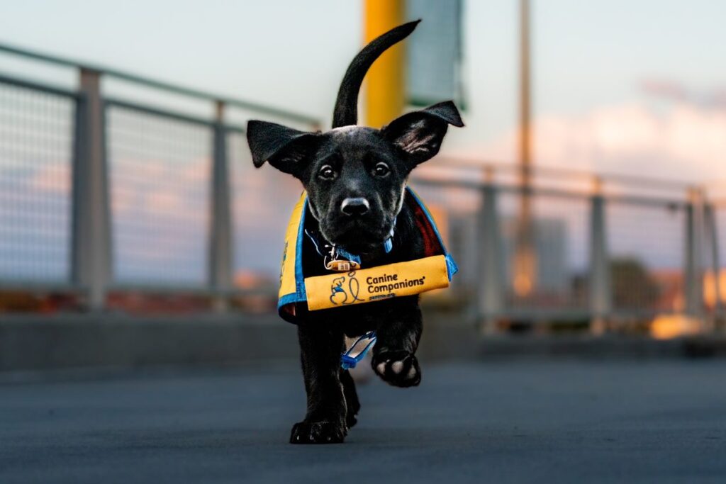 Black canine Companions puppy running