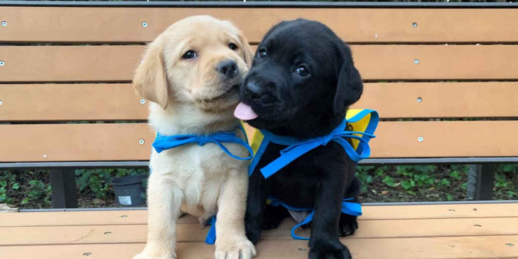 two puppies sitting on a bench in yellow puppy capes