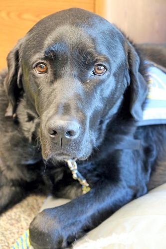 A black lab in a service vest laying down