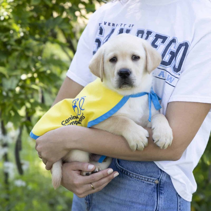 Amicus_puppy Amicus_puppy
