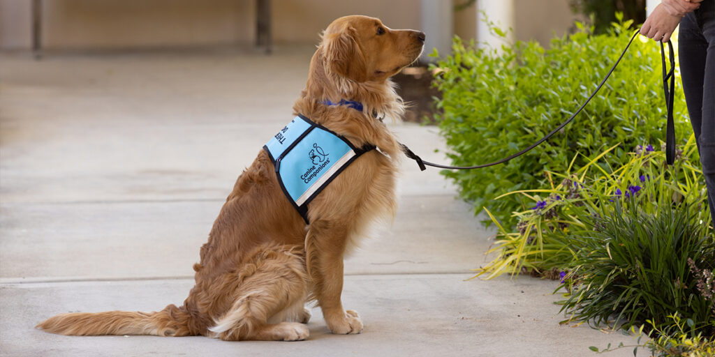 Canine Companions service dog sitting