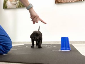 Canine Companions puppy in training