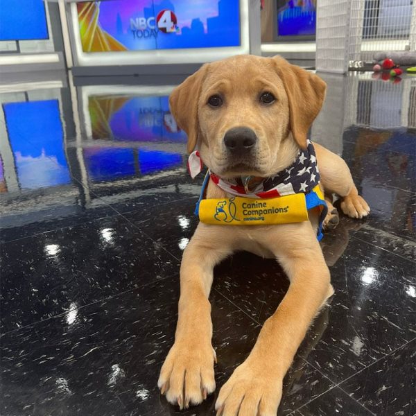 Brutus A yellow lab puppy in a yellow puppy vest and an american flag bandana laying down in a broadcast news room