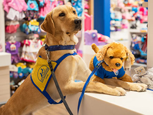 Yellow puppy wearing a Canine Companions puppy vest sitting next to a brown bear
