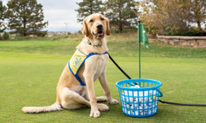 Canine Companions dog sitting at golf course