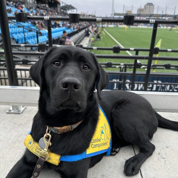 captain_puppy captain_puppy