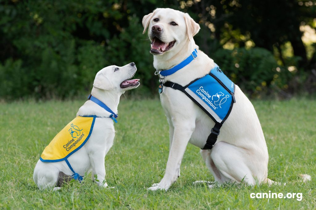 Service dog next to puppy in training