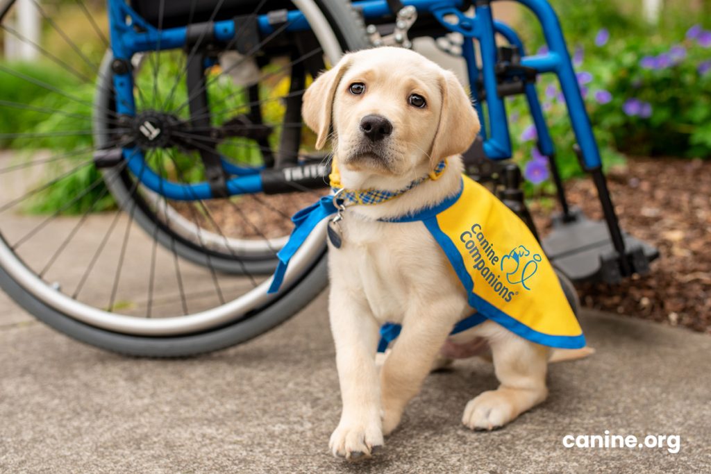 Canine Companions puppy seating next to a wheel chair