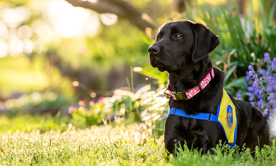 Canine Companions for Independence Black Labrador Retriever in sunlit field