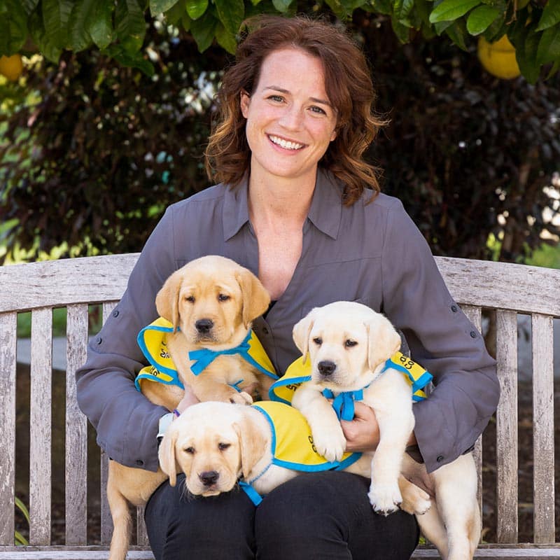 A smiling woman on a bench with three yellow lab puppies in yellow puppy capes