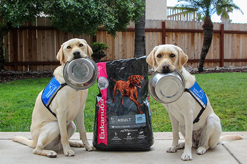 two yellow labs in blue service dog vests sit next to a bag of Eukanuba dog food holding metal bowls in their mouths