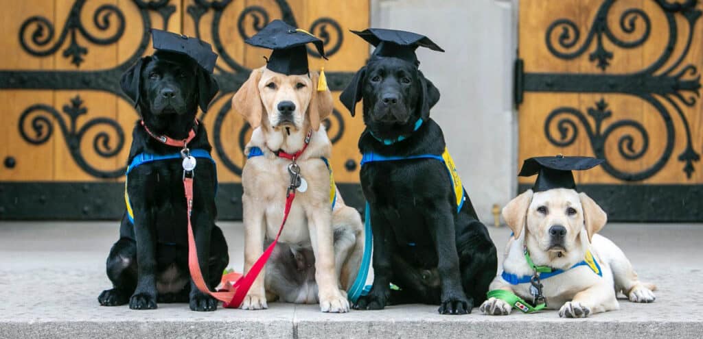 yellow and black labs in yellow puppy vests sit in front of a building wearing mortar board graduation hats