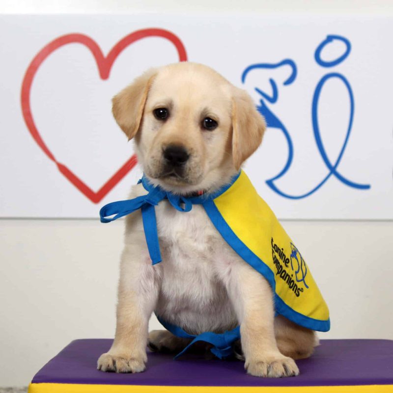 Lonestar_puppy A yellow lab puppy in a yellow puppy cape