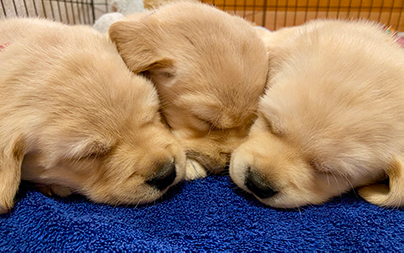 three sleeping Canine Companions puppies