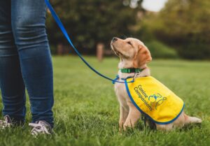 A young yellow puppy sitting in the grass looking up at handler