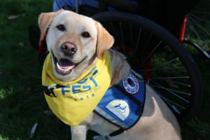 Canine Companions service dog with a DogFest bandana on