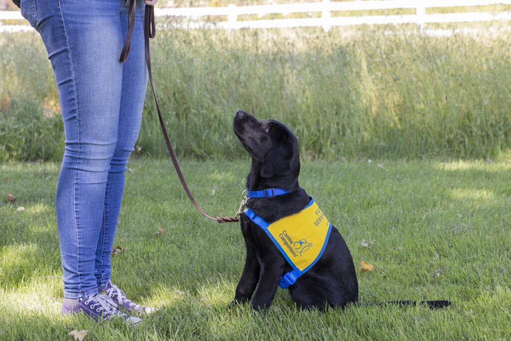 black labrador puppy sitting in grass