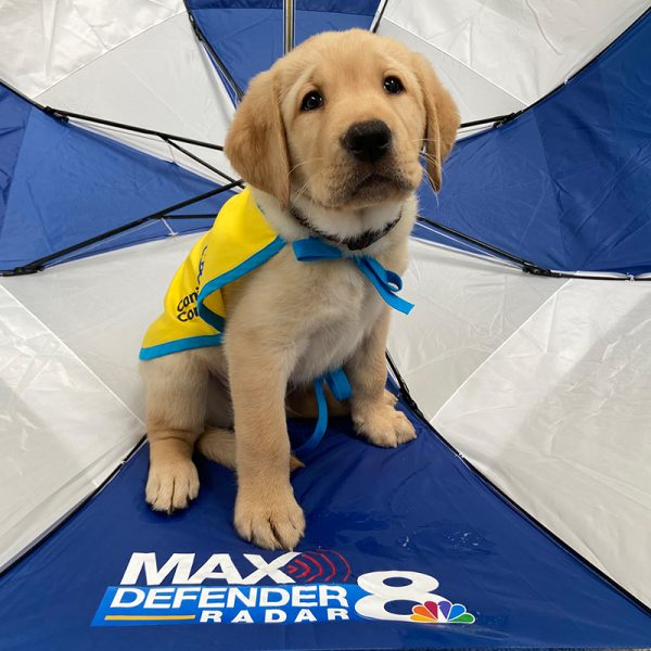 ocho A young yellow Labrador pupp in a service dog vest sits inside a blue and white umbrella