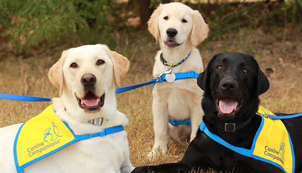 Three puppies of varying ages in yellow puppy vests