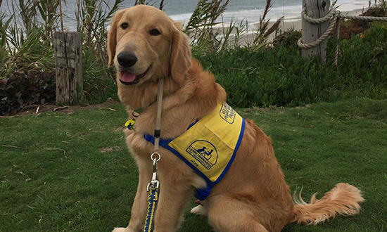 Canine Companions puppy