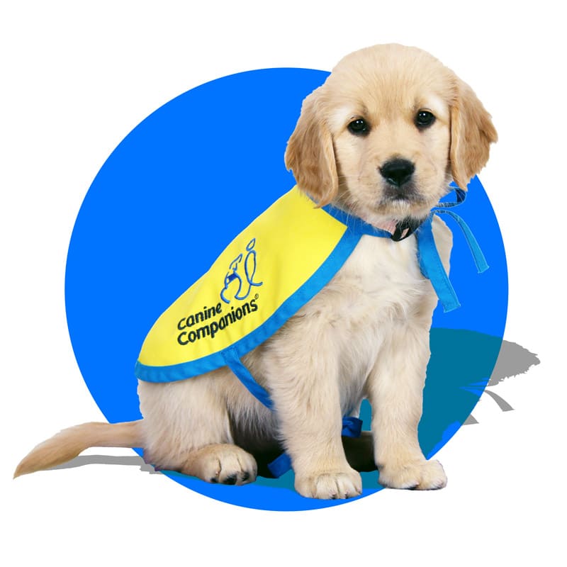 a small golden retriever puppy against a blue circle background