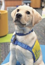 Future Service Dog Scooby II