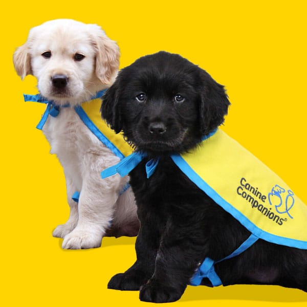 two puppies in yellow puppy capes on a yellow background
