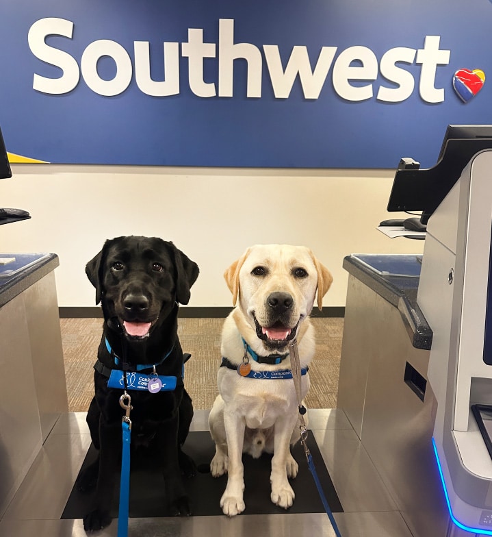 Two service dogs at the Soutwest airlines ticket counter