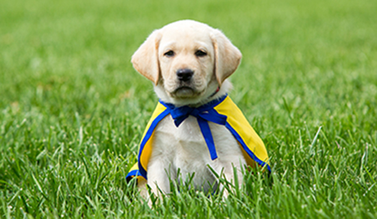 Canine Companions puppy in the grass