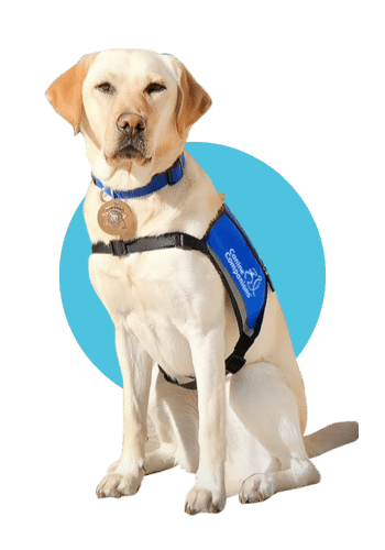 yellow lab service dog in a blue service vest against a blue illustrated circle