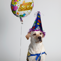 yellow dog in a birthday hat with a balloon