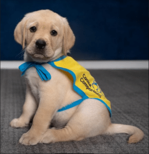 Future Service Dog Pilot